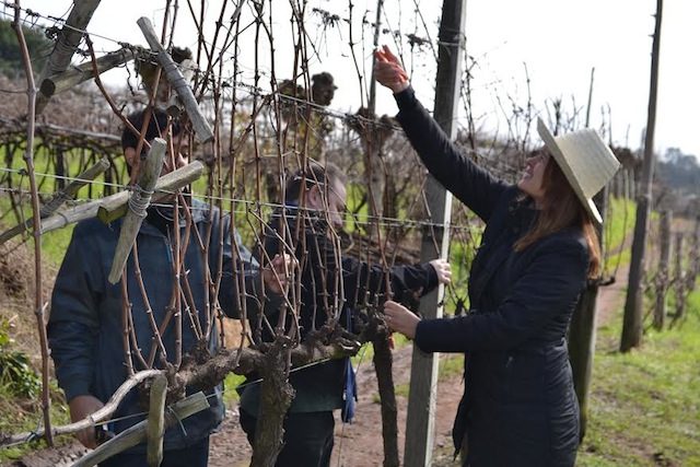 Vinicola Larentis Vale dos Vinhedos