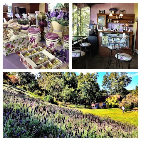 Le Jardin Parque de Lavanda