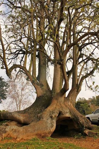 Caminhos de Pedra Nona Ludia