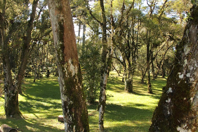 após a feijoada, uma caminhada pela área verde do hotel