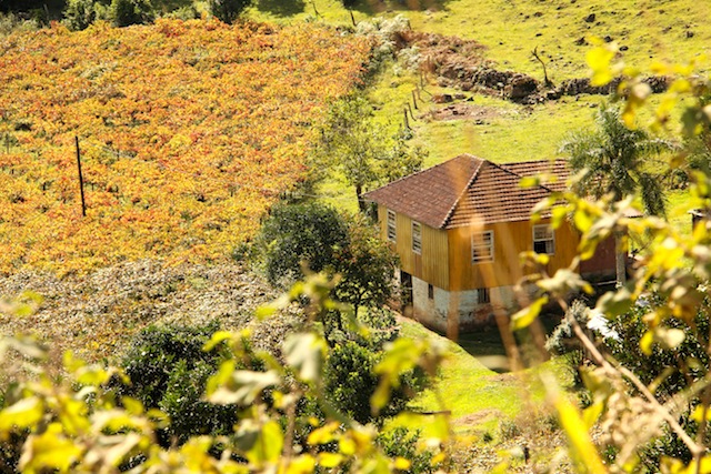 a bela estrada até Caravaggio e sua paisagem de outono