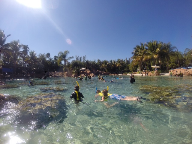 Galera mergulhando na piscina das raias e peixes