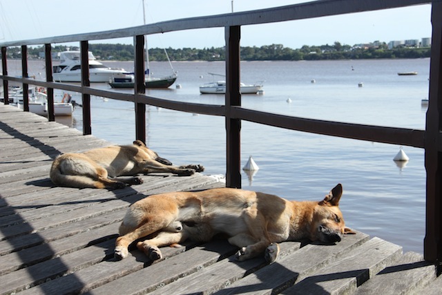 A cachorrada também adora Colonia