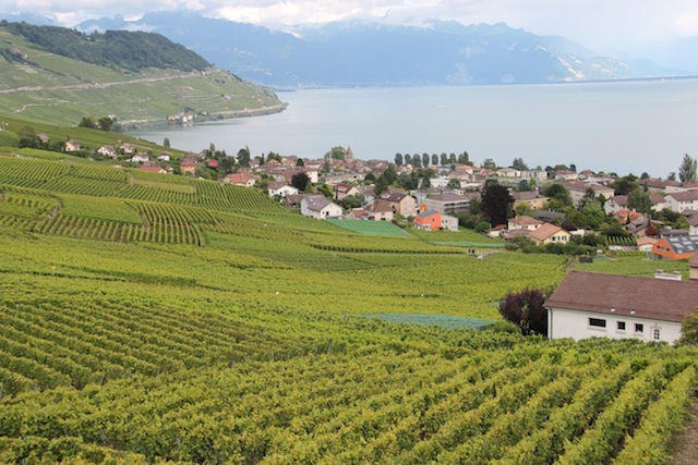 Roteiro vinhedos Lavaux Suiça