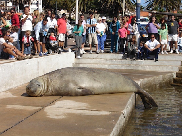 Guia de Punta del Este