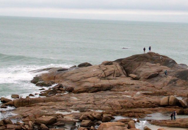 Rota da Baleia Franca