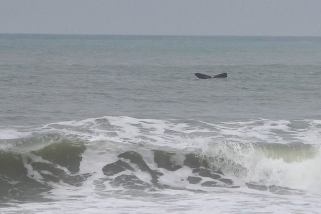 Rota da Baleia Franca