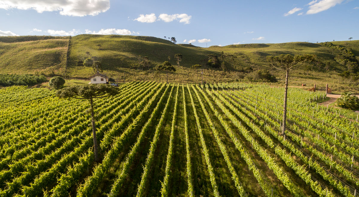 roteiro de vinho em Santa Catarina
