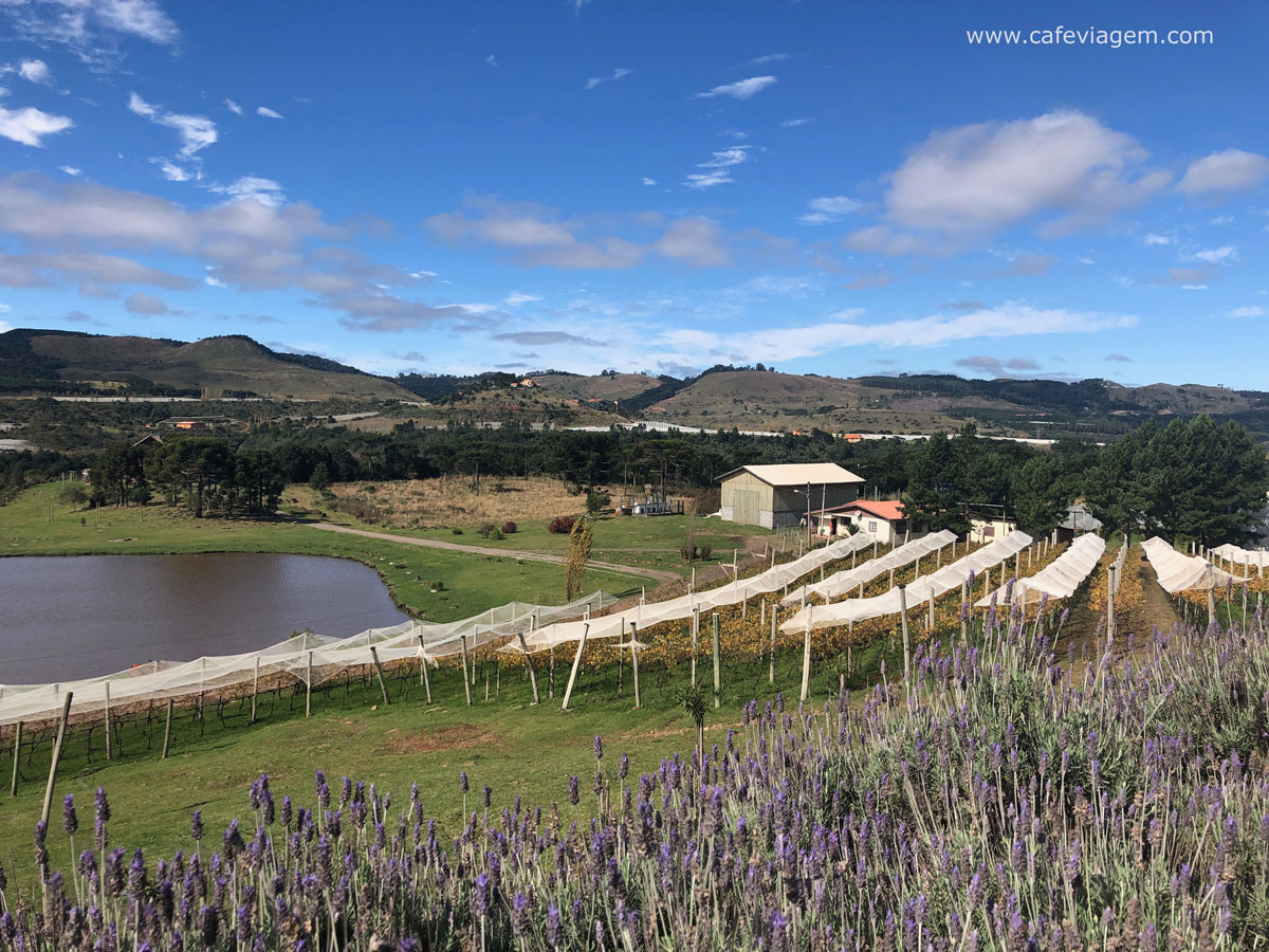 vinícolas em Santa Catarina