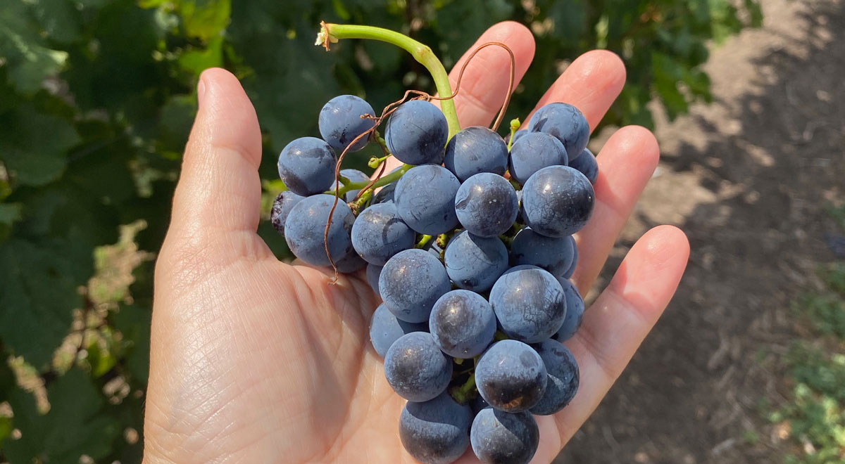 uva merlot